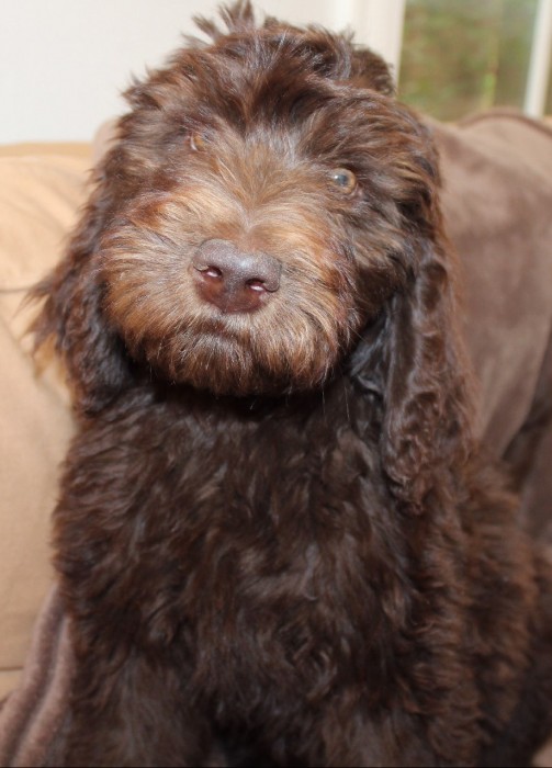 storybook australian labradoodles