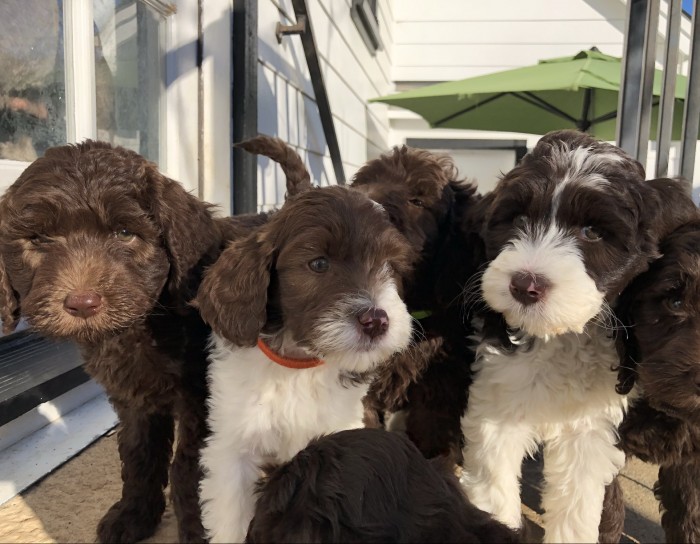 storybook australian labradoodles