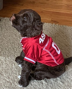 Storybook Gunner ready for super bowl