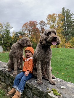 Storybook Labradoodles in Autumn with toddler