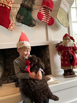 Storybook Labradoodles Christmas Puppies