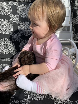 Storybook Labradoodles puppy with baby