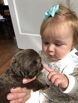 Storybook Labradoodles puppy with baby