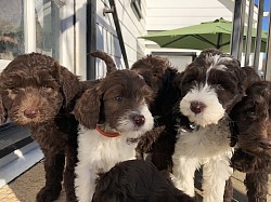 Storybook Labradoodles Parti litter