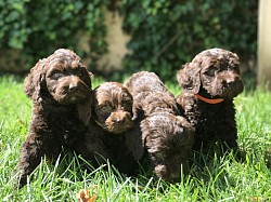 Storybook Labradoodles chocolate puppies