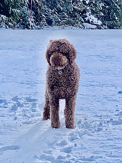 Storybook Labradoodles Felicity in snow