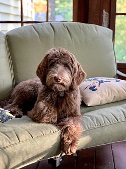 Storybook Labradoodles Maggie on couch