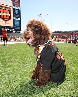 Storybook Labradoodles Lambo at SF Giants game