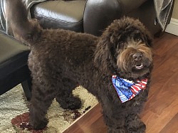 Storybook Labradoodles