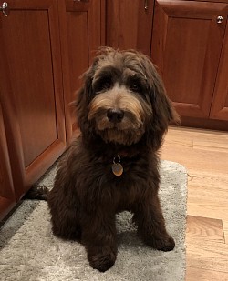 Storybook Labradoodles