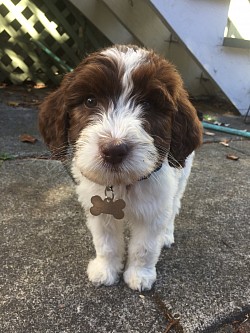 Storybook Labradoodles