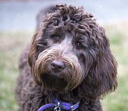 Storybook Labradoodles