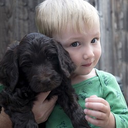 Storybook Labradoodles love kids