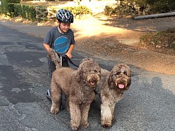 Storybook Labradoodles