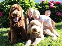 Storybook Labradoodles