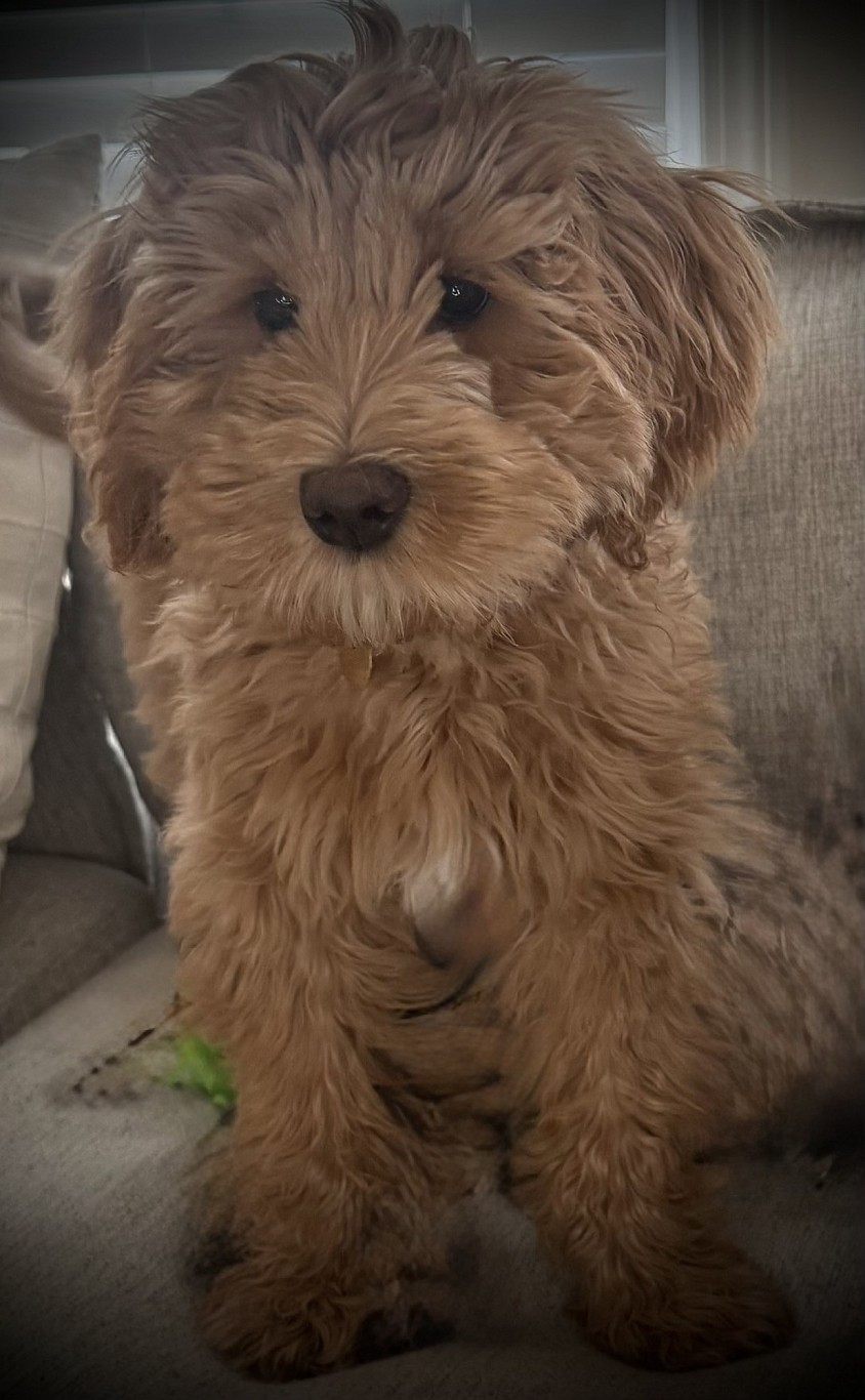 Storybook Labradoodles
