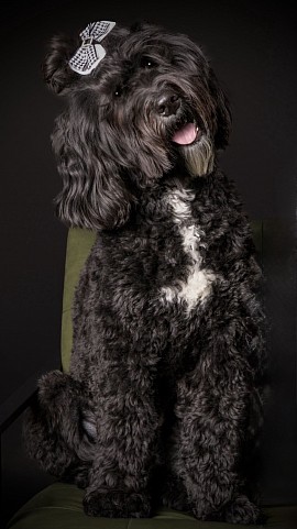 Storybook Labradoodles