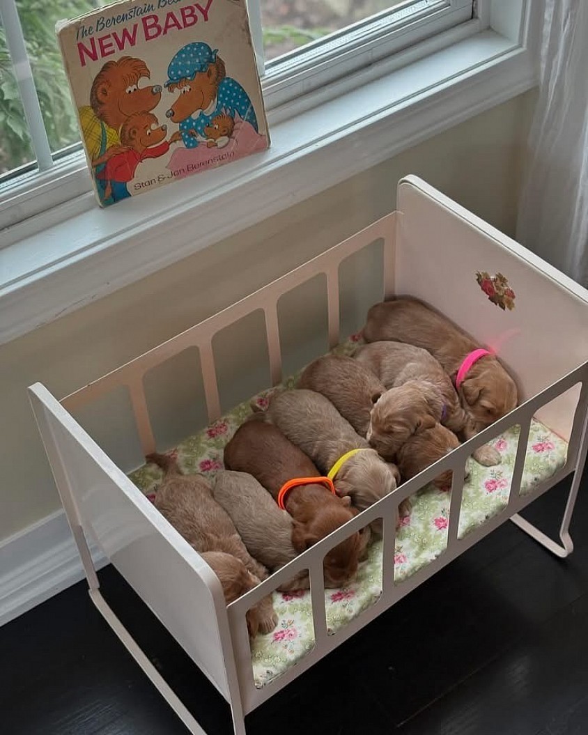 Storybook Labradoodles